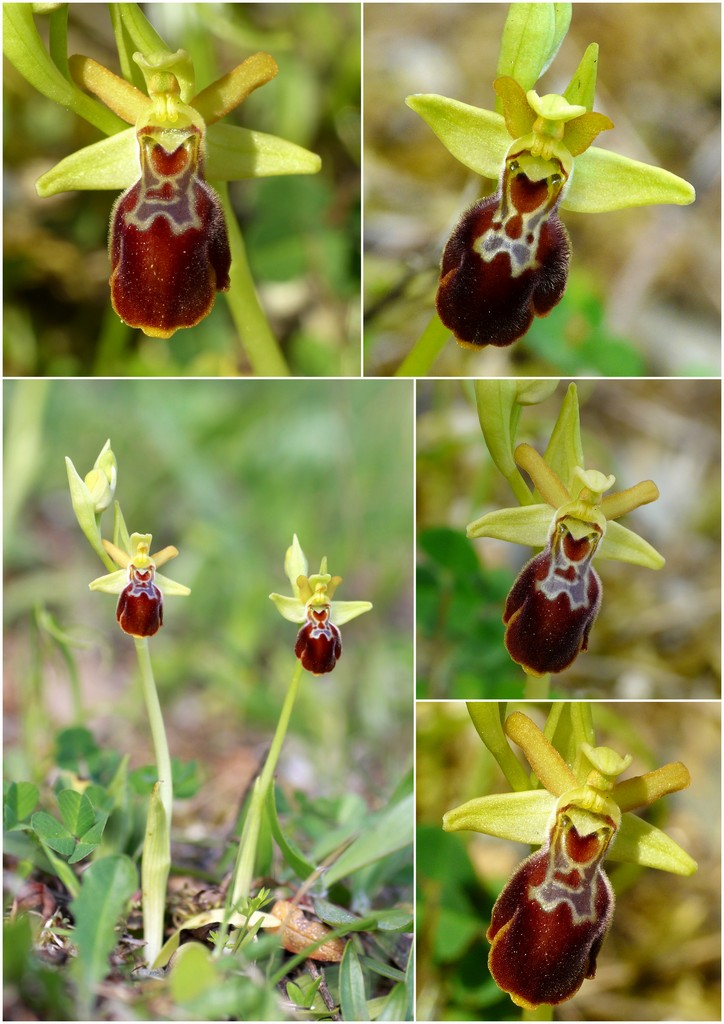 Orchidee in Sardegna, un fine settimana a 78 giri!